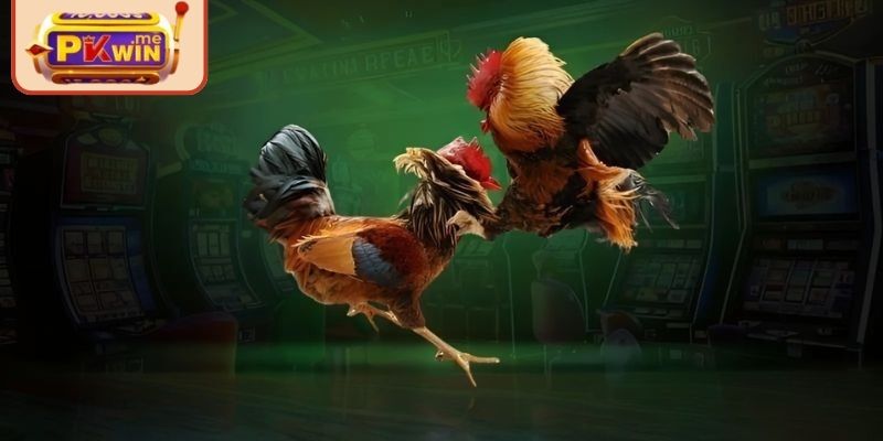 Đá gà 4k PKWIN – Đắm Mình Cùng Các Chiến Kê Siêu Đỉnh Cao 1 Đôi nét về trận đấu kê 4k hấp dẫn