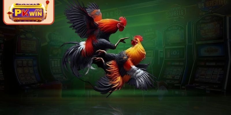 Đá gà 4k PKWIN – Đắm Mình Cùng Các Chiến Kê Siêu Đỉnh Cao 2 Xem ngay luật đá gà 4k PKWIN cực chi tiết