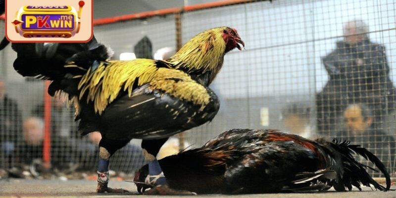 Giới thiệu bộ môn đấu kê cựa sắt