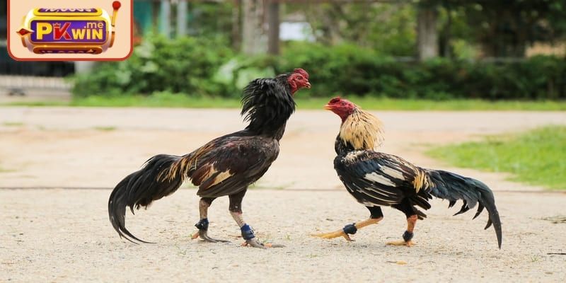 Chiến thuật chọn trận đấu hợp lý để cược