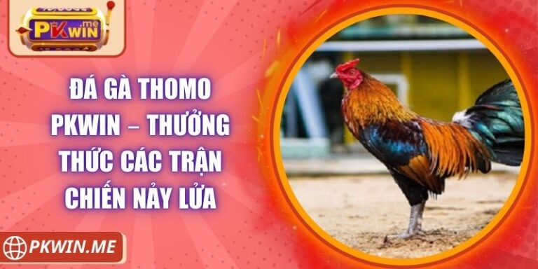 Đá Gà Thomo PKWIN – Thưởng Thức Các Trận Chiến Nảy Lửa