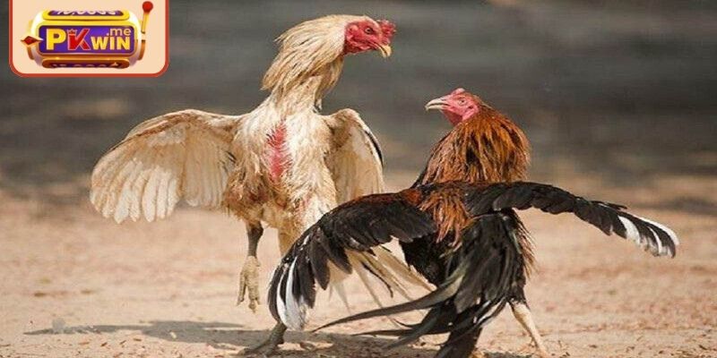 Đá Gà Thomo PKWIN – Thưởng Thức Các Trận Chiến Nảy Lửa 1 Đấu kê Thomo đỉnh cao cho hội viên