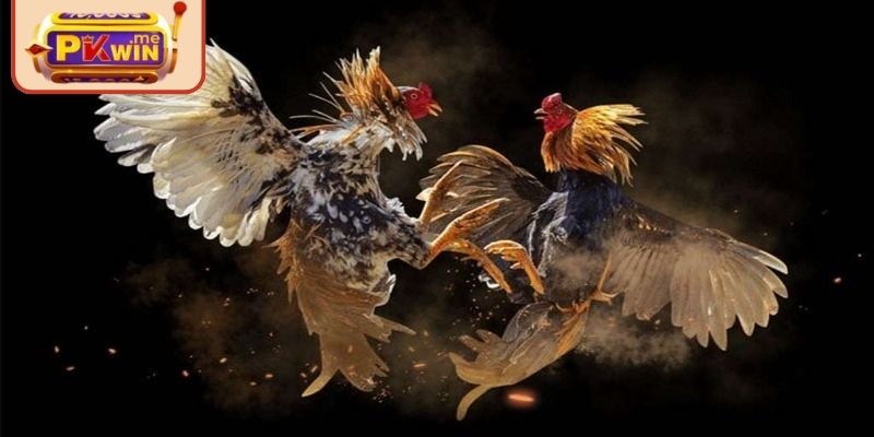 Đá Gà Thomo PKWIN – Thưởng Thức Các Trận Chiến Nảy Lửa 3 Biết cách chọn đặt cược trận đấu hợp lý