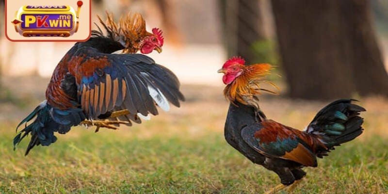 Đá Gà Thomo PKWIN – Thưởng Thức Các Trận Chiến Nảy Lửa 2 Luật thi đấu và thời gian tổ chức đá gà Thomo PKWIN