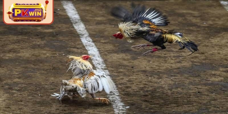 Đá Gà Tre PKWIN – Trận Đấu Kịch Tính Và Uyển Chuyển Của Kê 2 Điểm nổi bật của bộ môn đá gà tre PKWIN