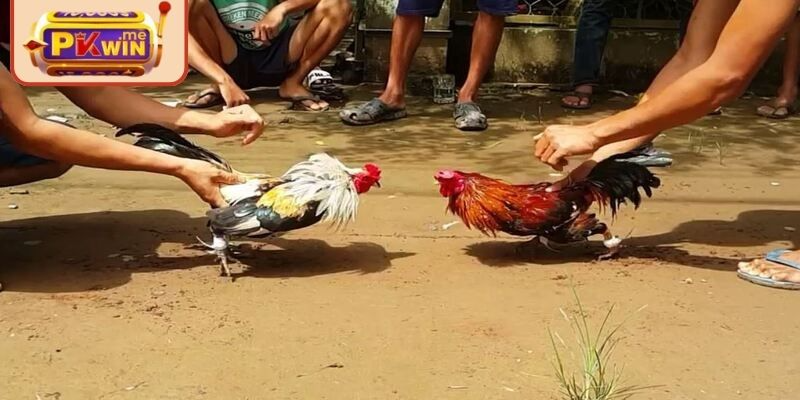 Kê chiến đáp ứng điều kiện để tham gia đá gà cựa dao PKWIN